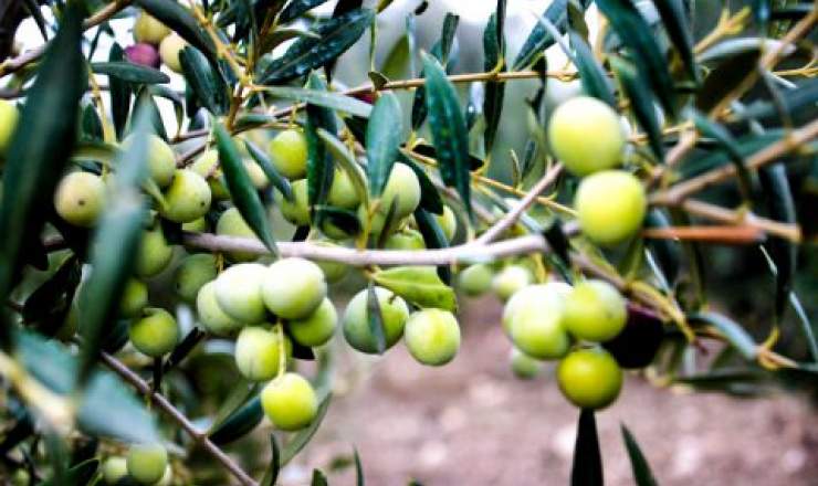 Olive Harvest in Istria – Fragrance, Flavor and Autumn Magic with Luxistria